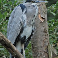 Grey Heron